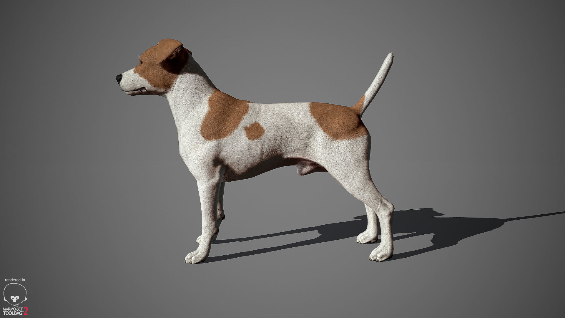 Jack Russell Real-Time Low-poly 3D model_11