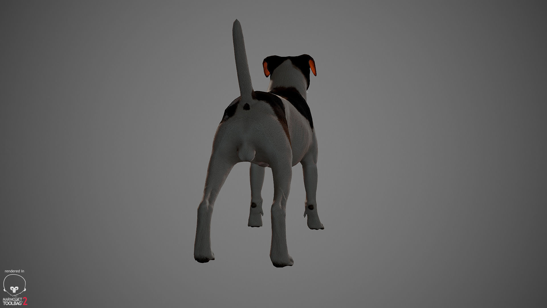 Jack Russell Real-Time Low-poly 3D model_23