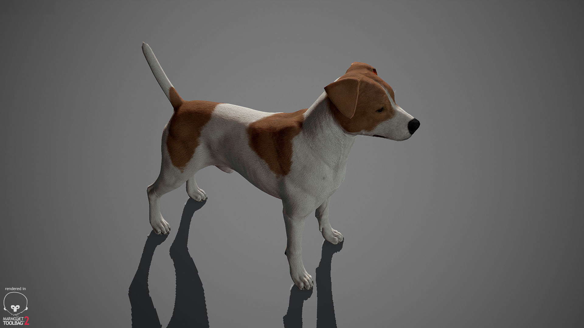 Jack Russell Real-Time Low-poly 3D model_14