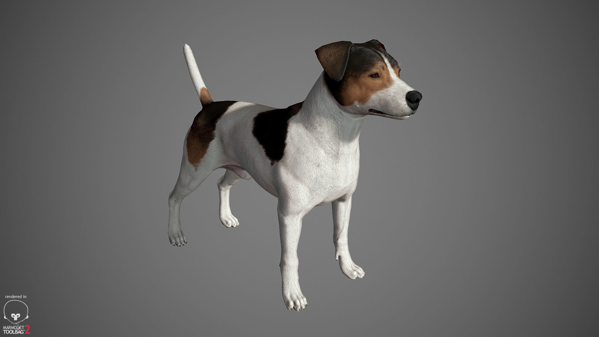 Jack Russell Real-Time Low-poly 3D model_19