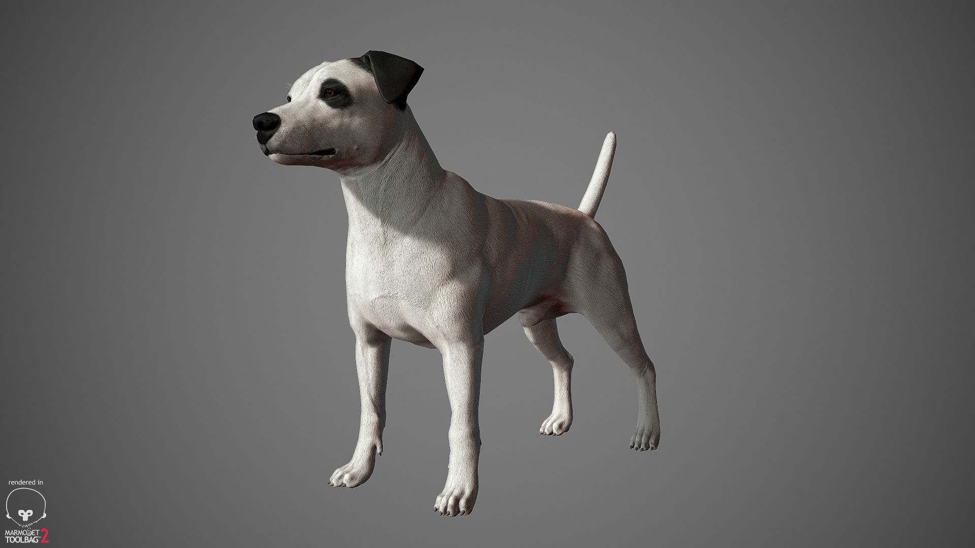 Jack Russell Real-Time Low-poly 3D model_7