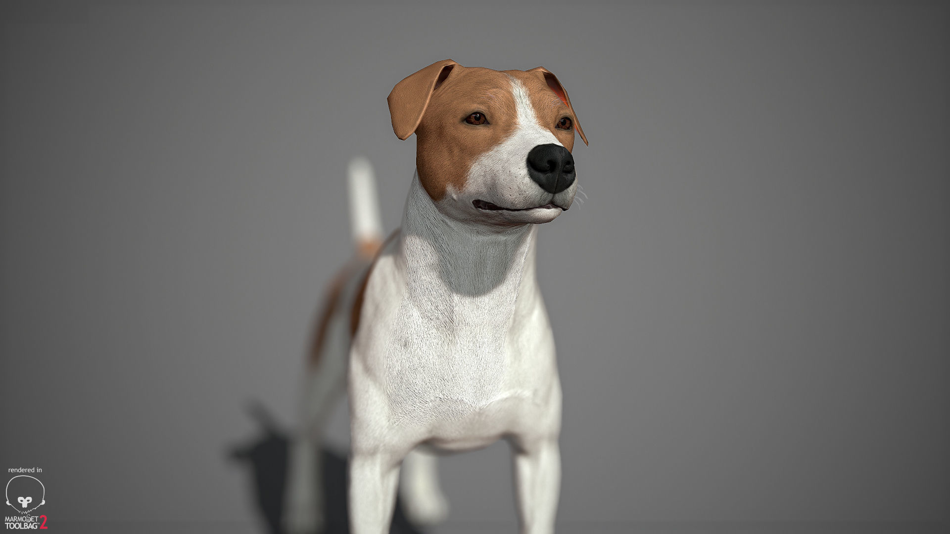 Jack Russell Real-Time Low-poly 3D model_17