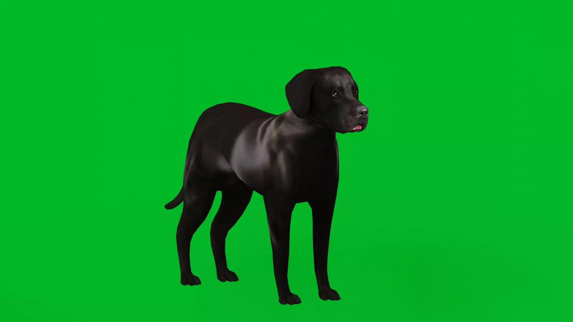 Afador Dog Low-poly 3D model
