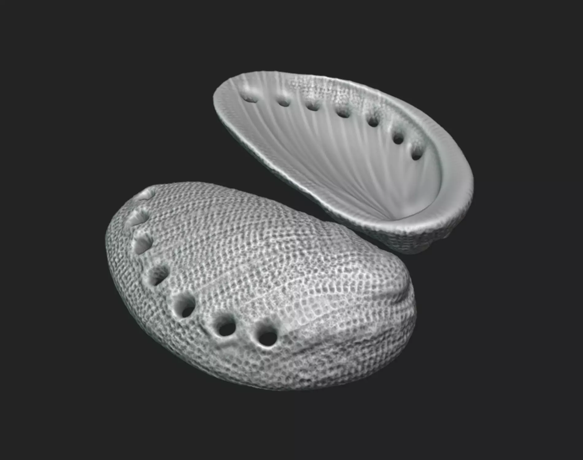 Abalone Shell Haliotis Gigantea 3D print model