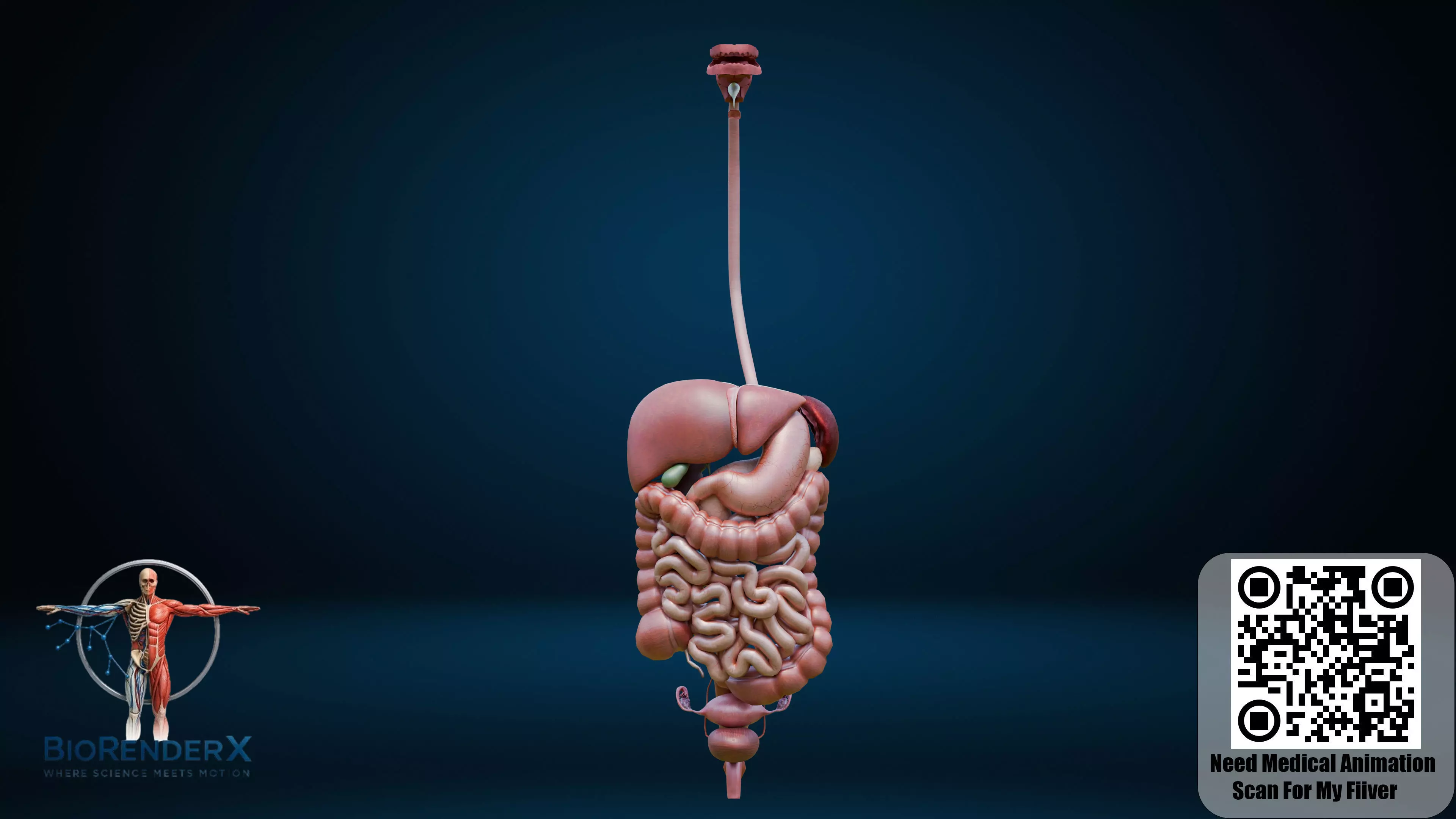 Digestive system 3d model Low-poly 3D model
