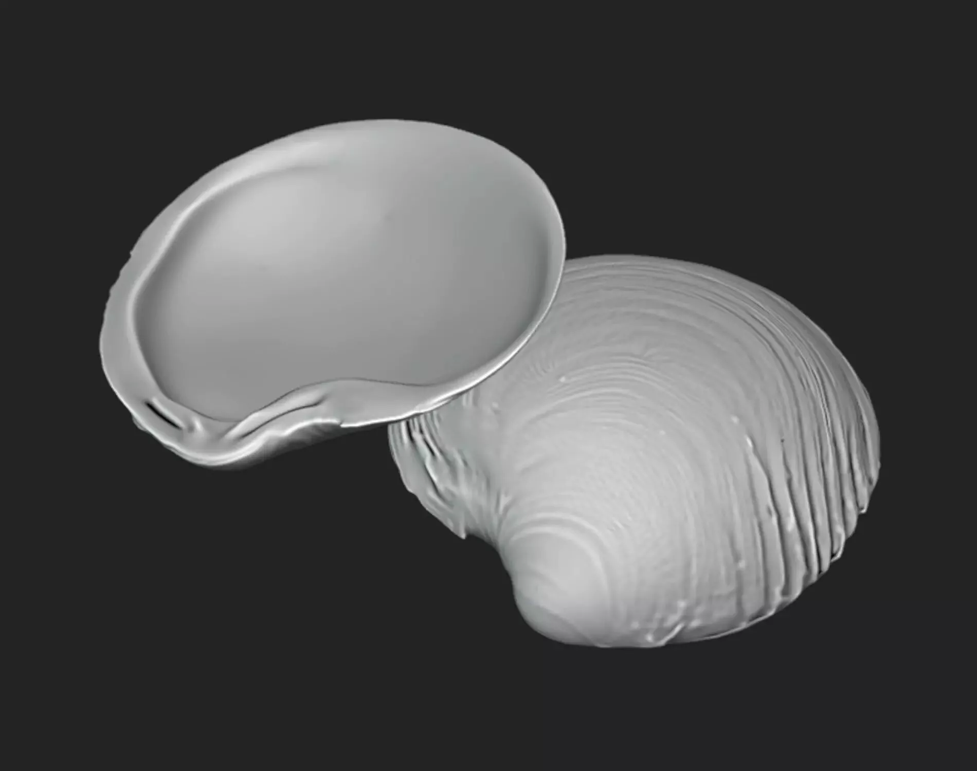 Chamelea Gallina Seashell - STL 3D Print Model 3D print model