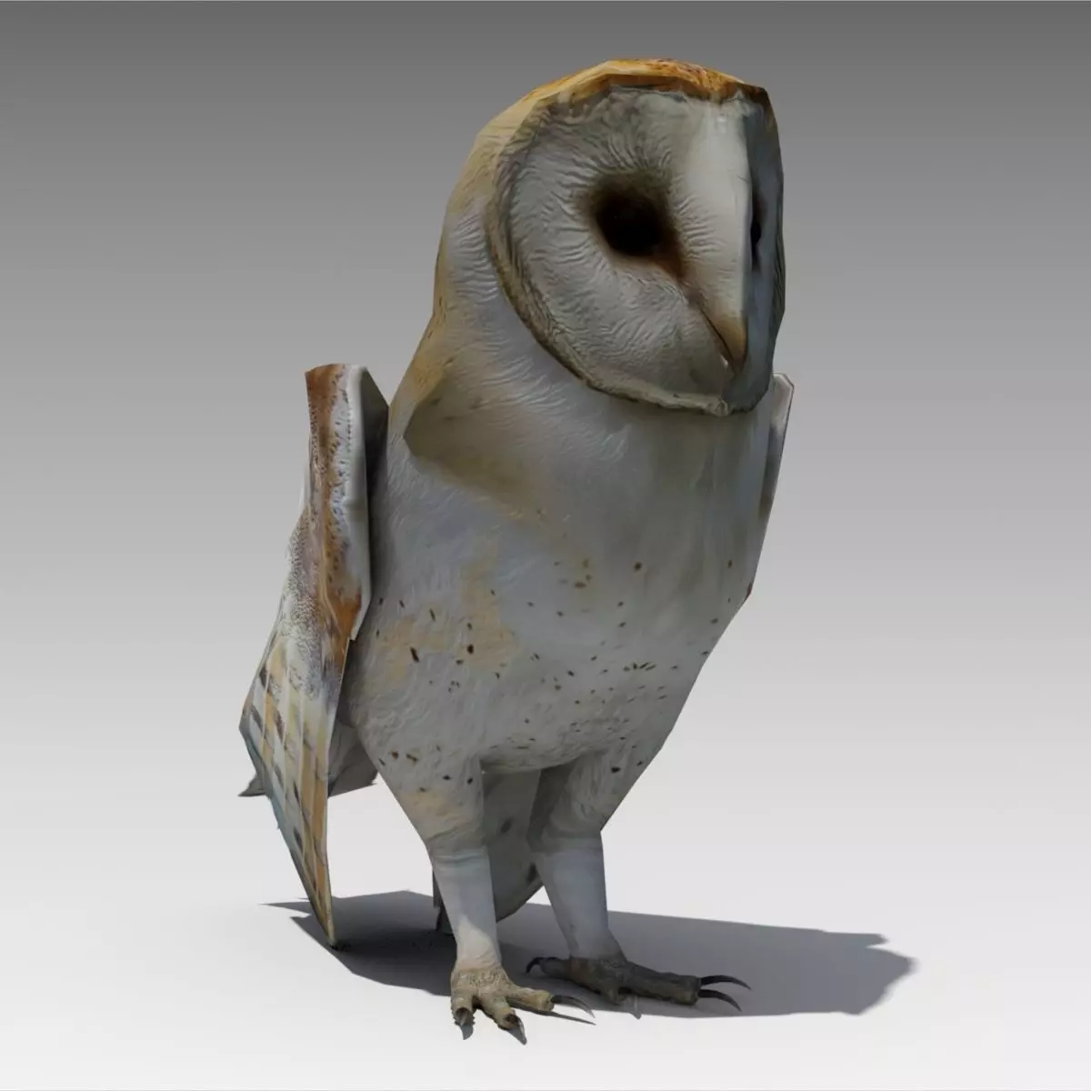 Barn Owl Animated Low-poly 3D model