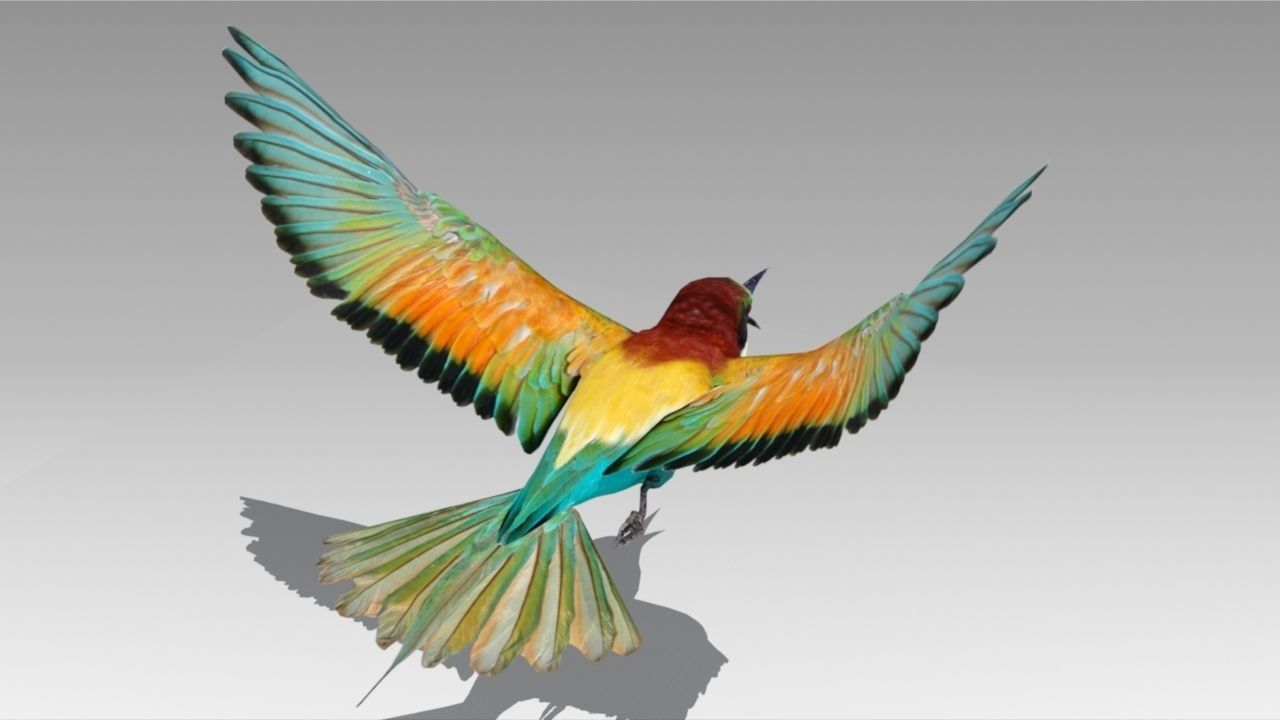 Bee-eater animated Low-poly 3D model_3