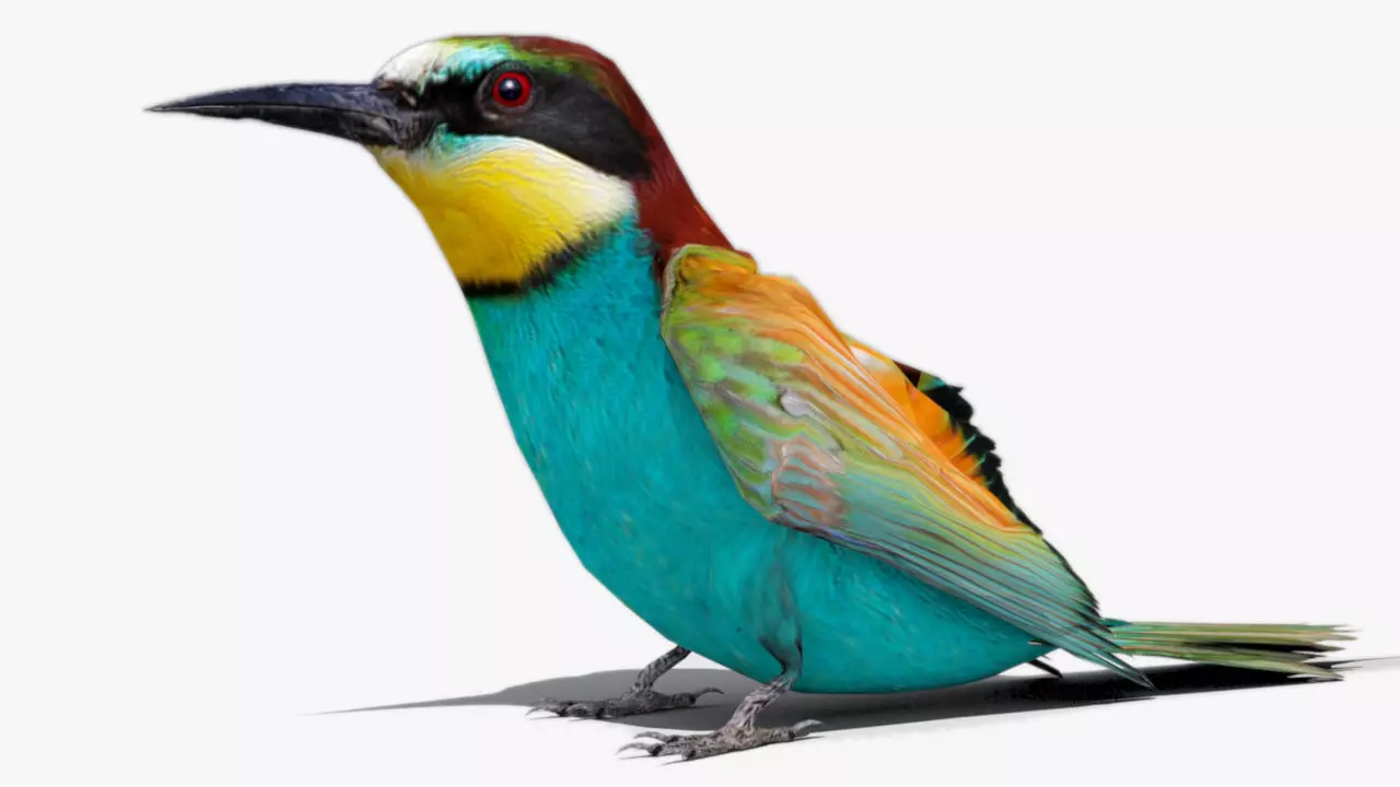 Bee-eater animated Low-poly 3D model_0
