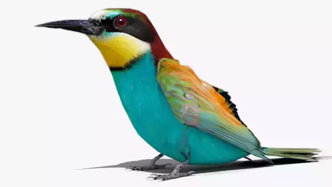 Bee-eater animated Low-poly 3D model