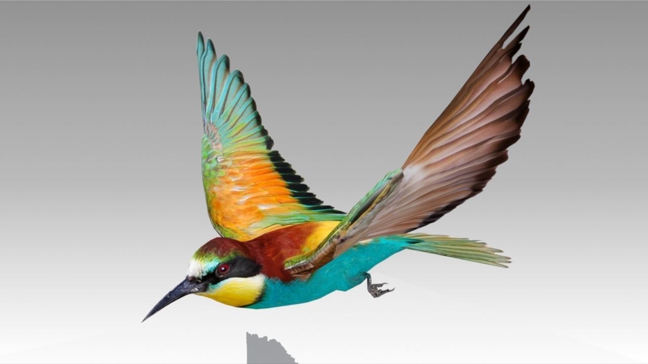 Bee-eater animated Low-poly 3D model_2
