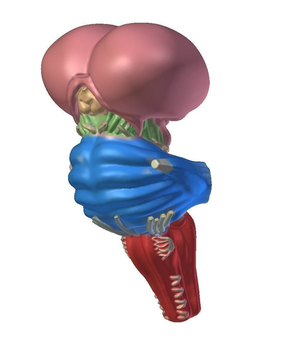 Layout brainstem Anatomy 3D print model