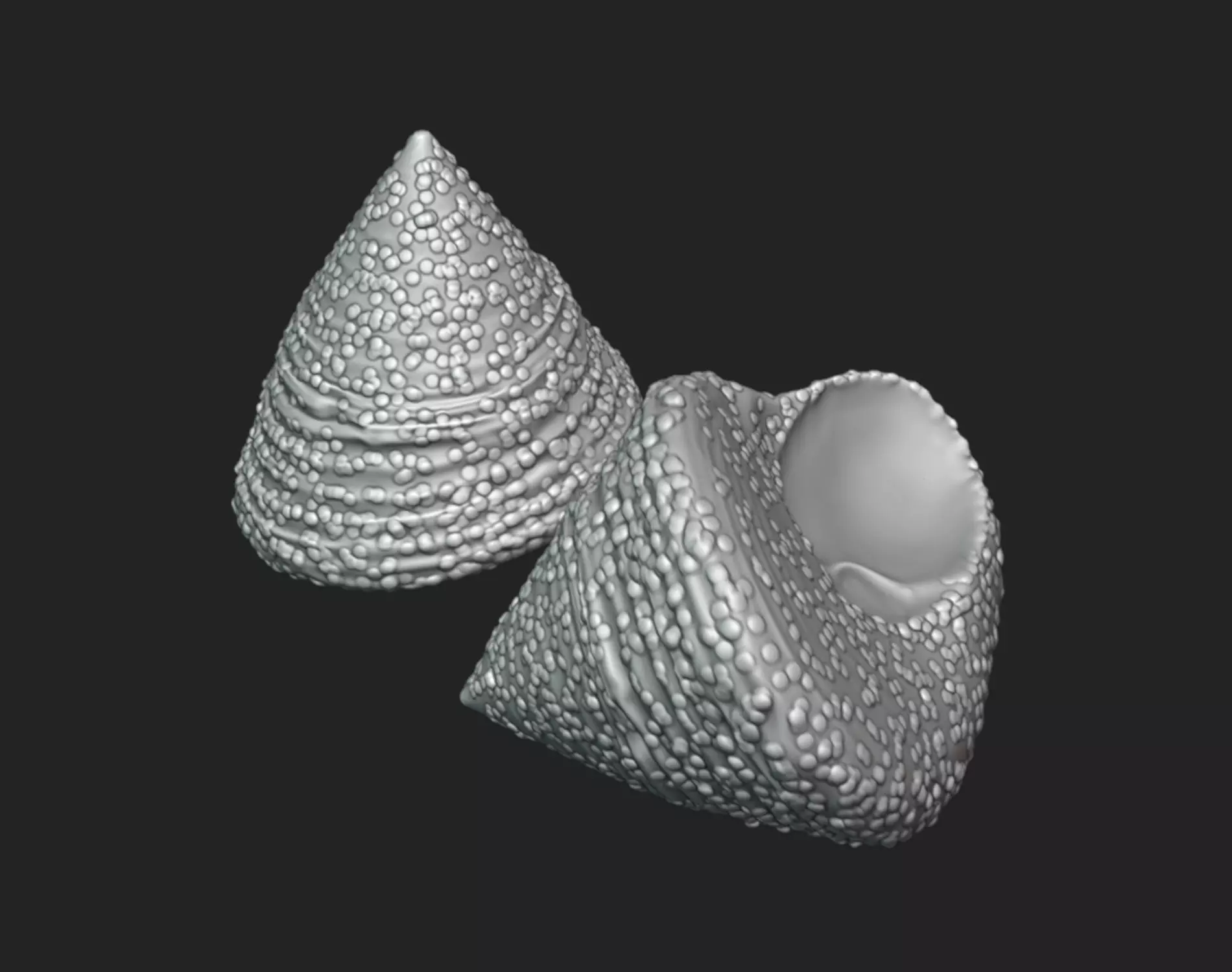 Calliostoma Shell - Sea Shell Model 3D print model