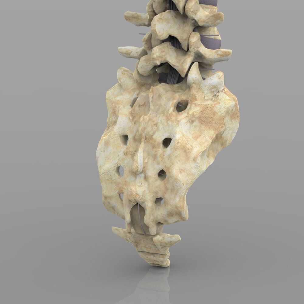 Vertebral Column Spinal Cord 3D model_5