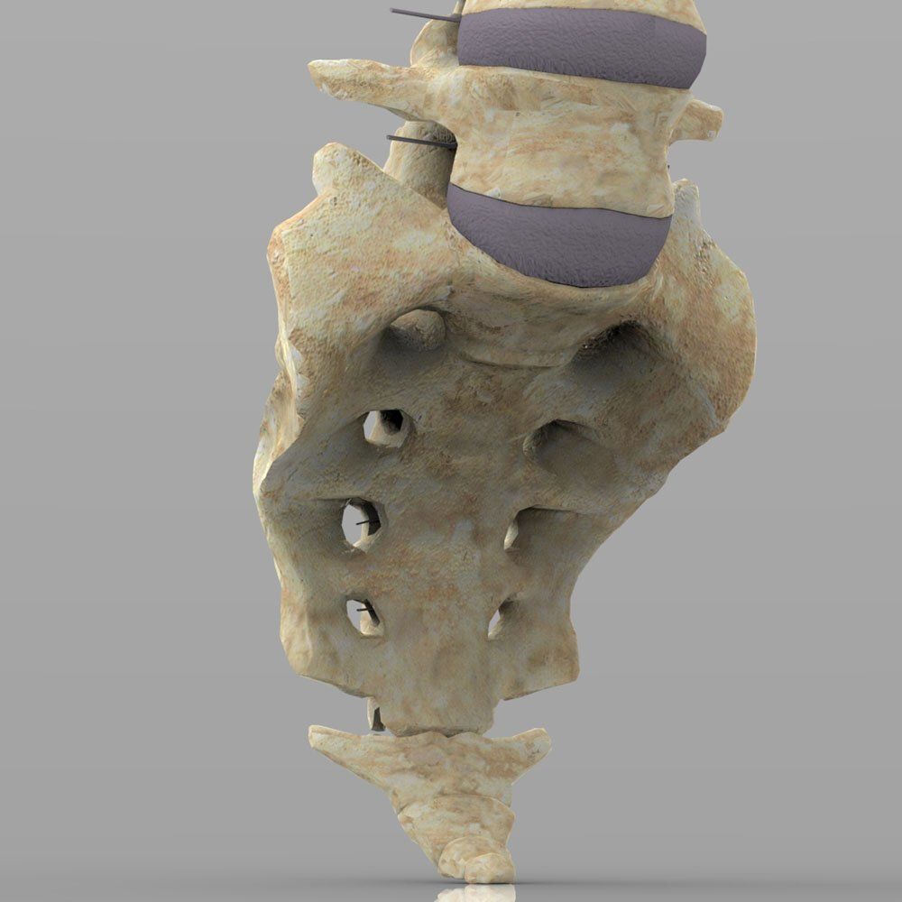 Vertebral Column Spinal Cord 3D model_7