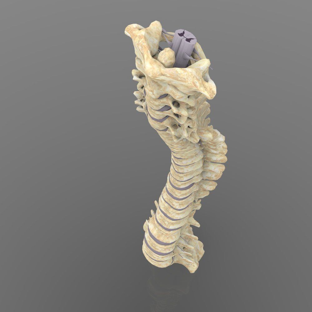Vertebral Column Spinal Cord 3D model_2