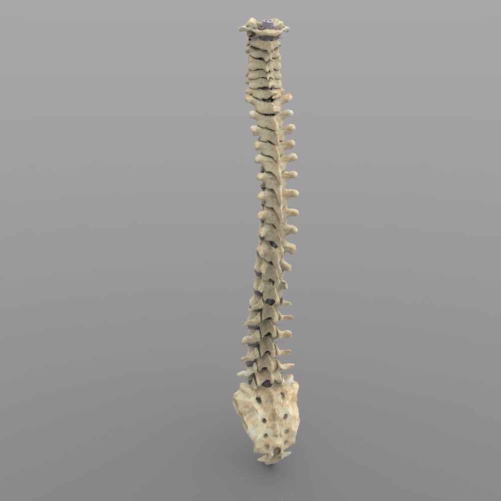 Vertebral Column Spinal Cord 3D model_4