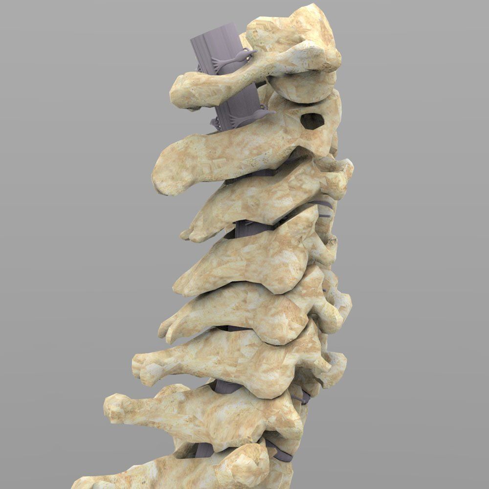 Vertebral Column Spinal Cord 3D model_6