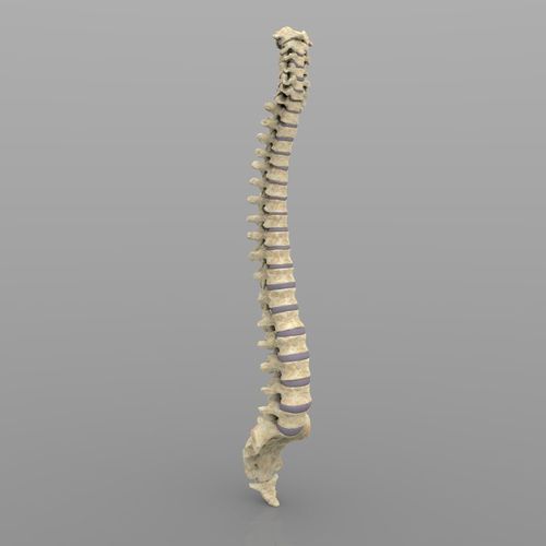 Vertebral Column Spinal Cord 3D model