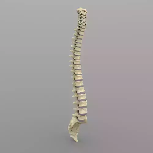 Vertebral Column Spinal Cord 3D model