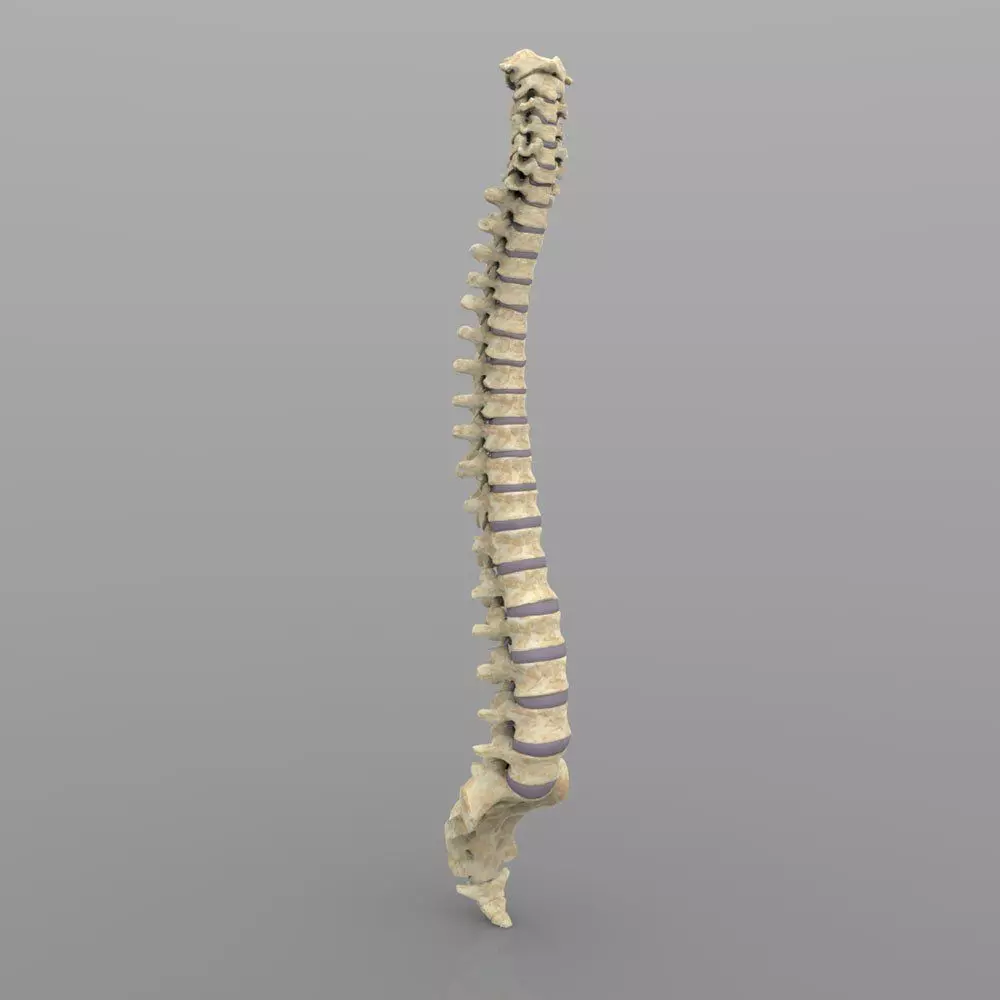 Vertebral Column Spinal Cord 3D model_0