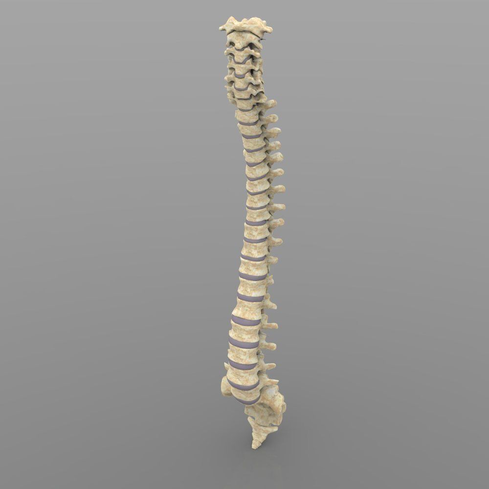 Vertebral Column Spinal Cord 3D model_1