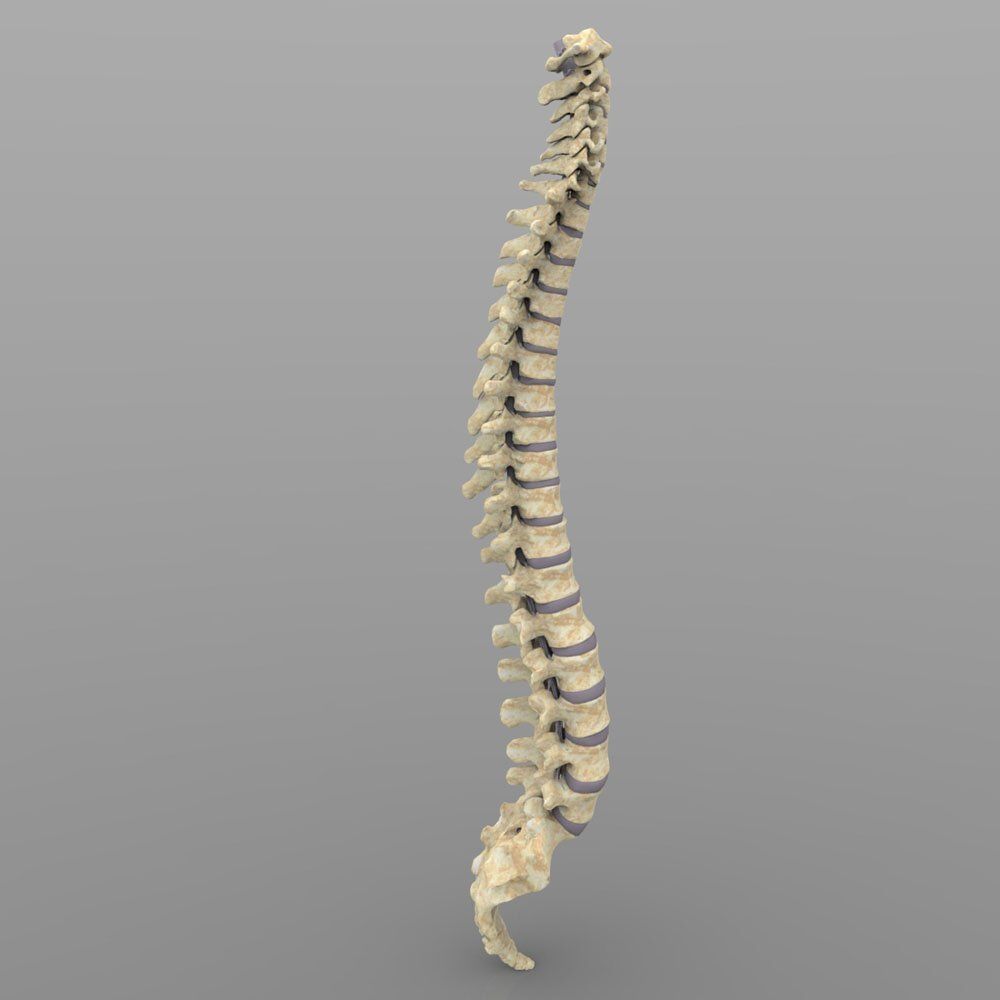 Vertebral Column Spinal Cord 3D model_3