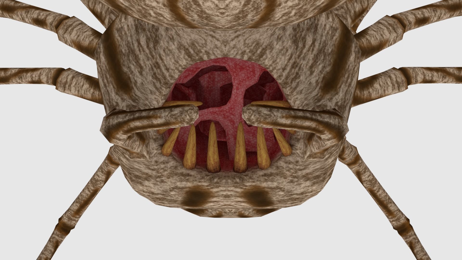 Spider Monster - Game Ready Low-poly 3D model_9