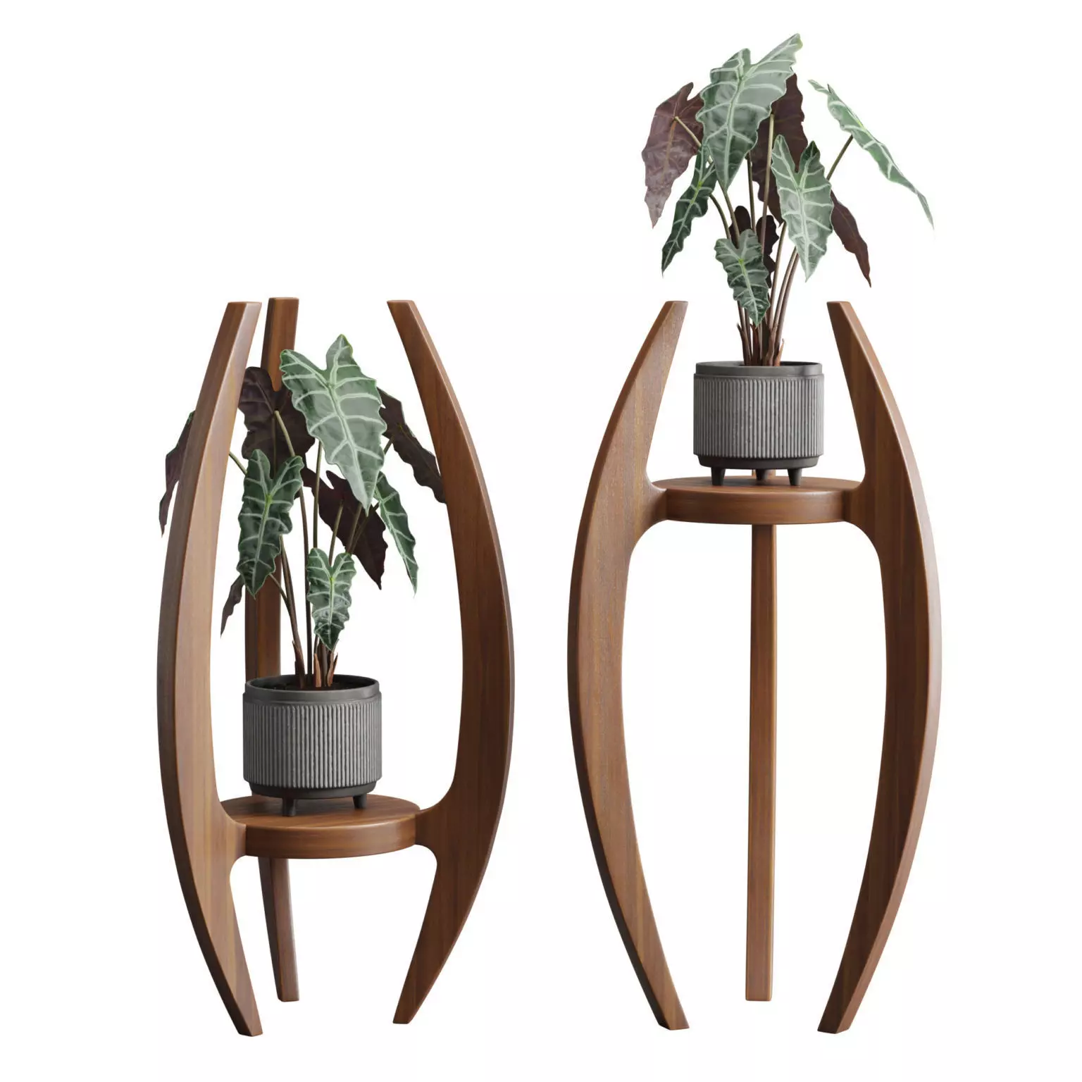 Alocasia Amazonica WoodStand 3D model