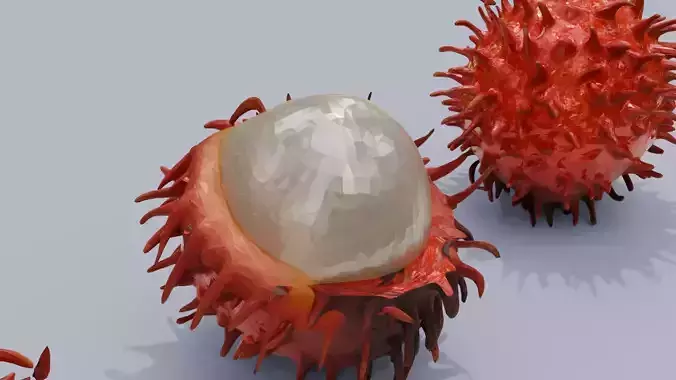 Exotic Rambutan 3D model 5