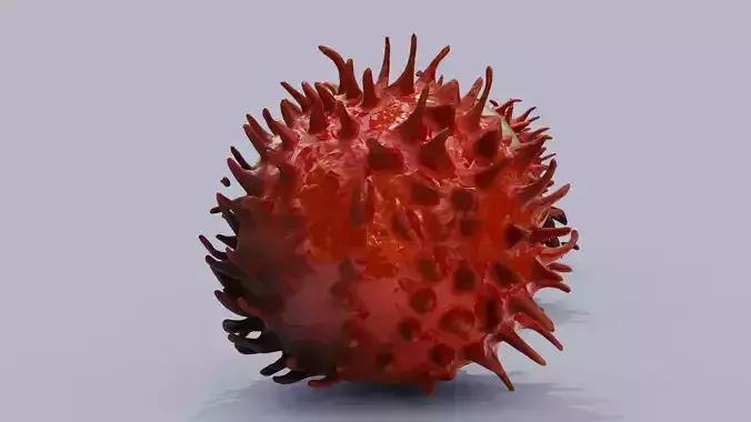 Exotic Rambutan 3D model 4