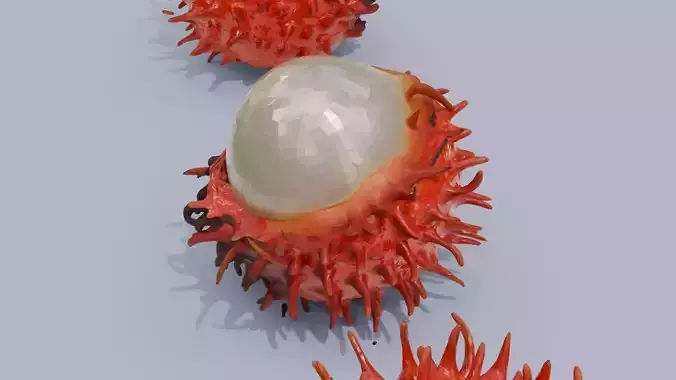 Exotic Rambutan 3D model 7