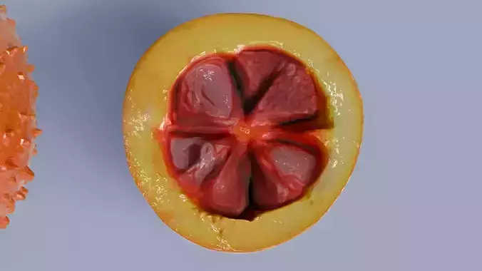 Gac Fruit 3D model 6