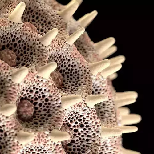 Morning Glory Pollen Grain