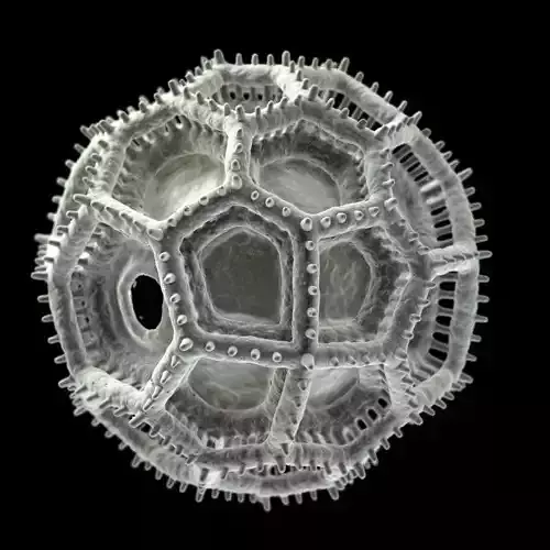 Vernonieae Pollen Grain