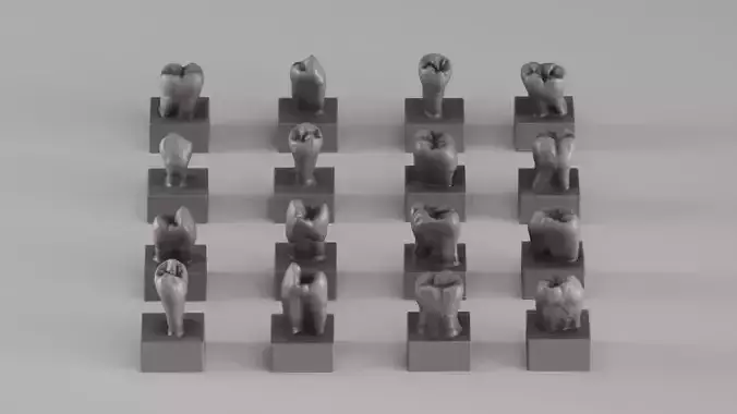 001690 Anatomica Dentis Premium Dental Tooth Collection