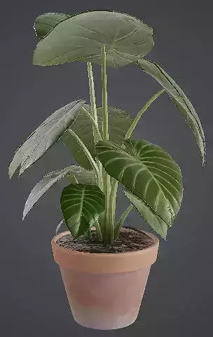 Realistic Elephant Ear Plant 3D model
