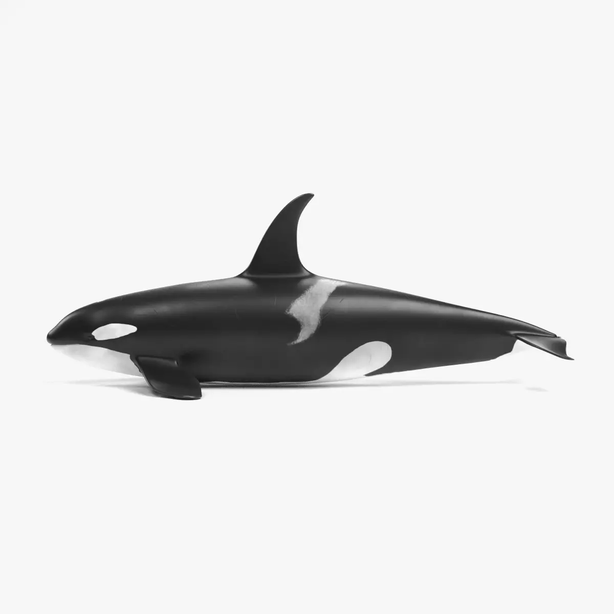 Killer Whale - Orcinus Orca 3D model