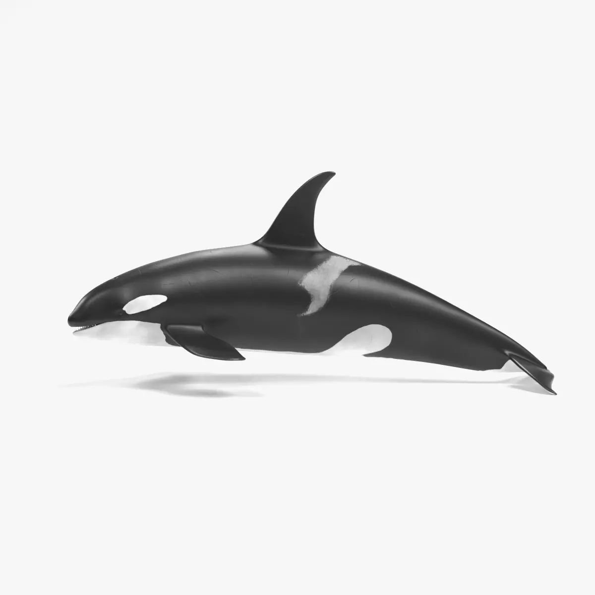 Killer Whale - Rigged 3D model
