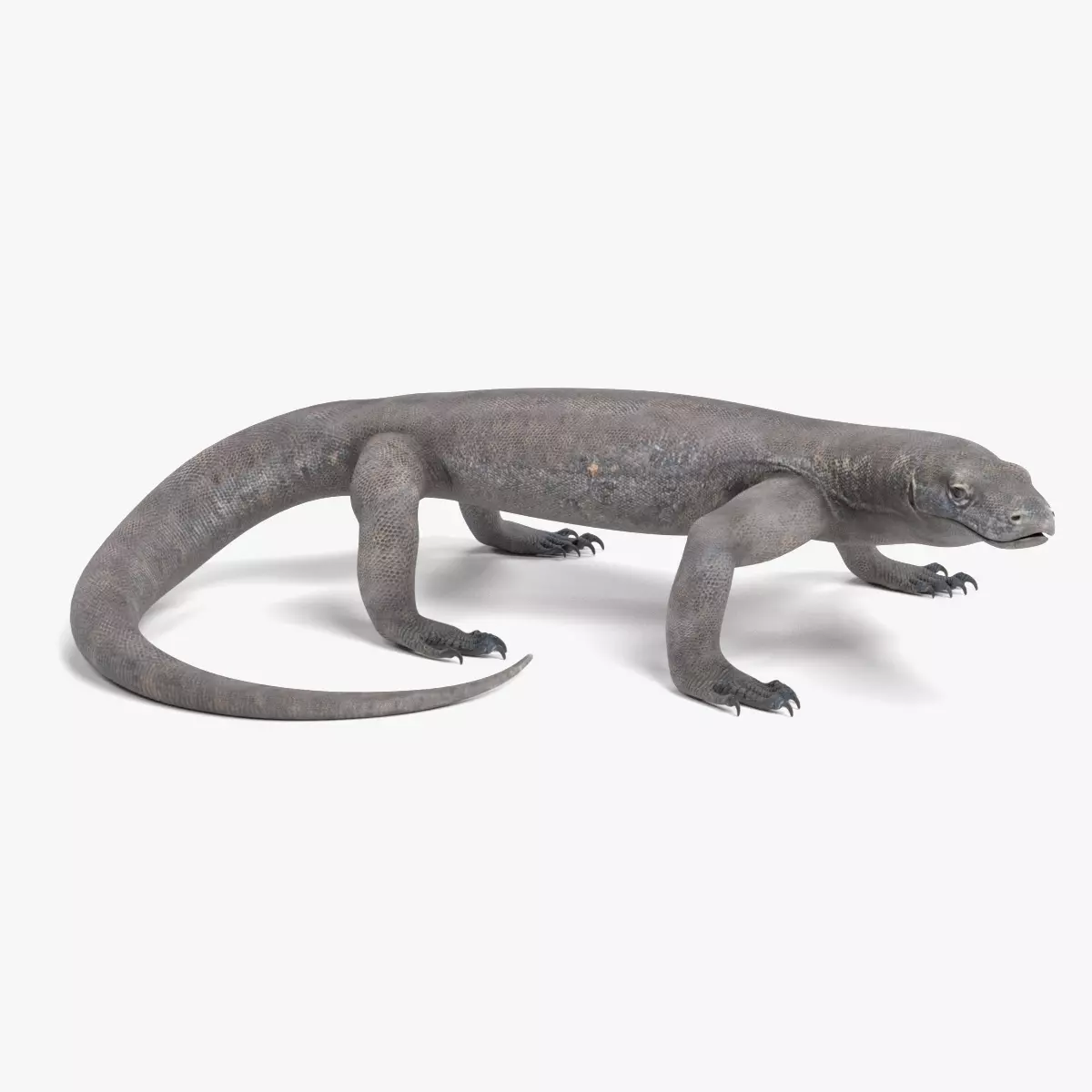 Komodo Dragon - Realistic Giant Lizard Rigged 3D model