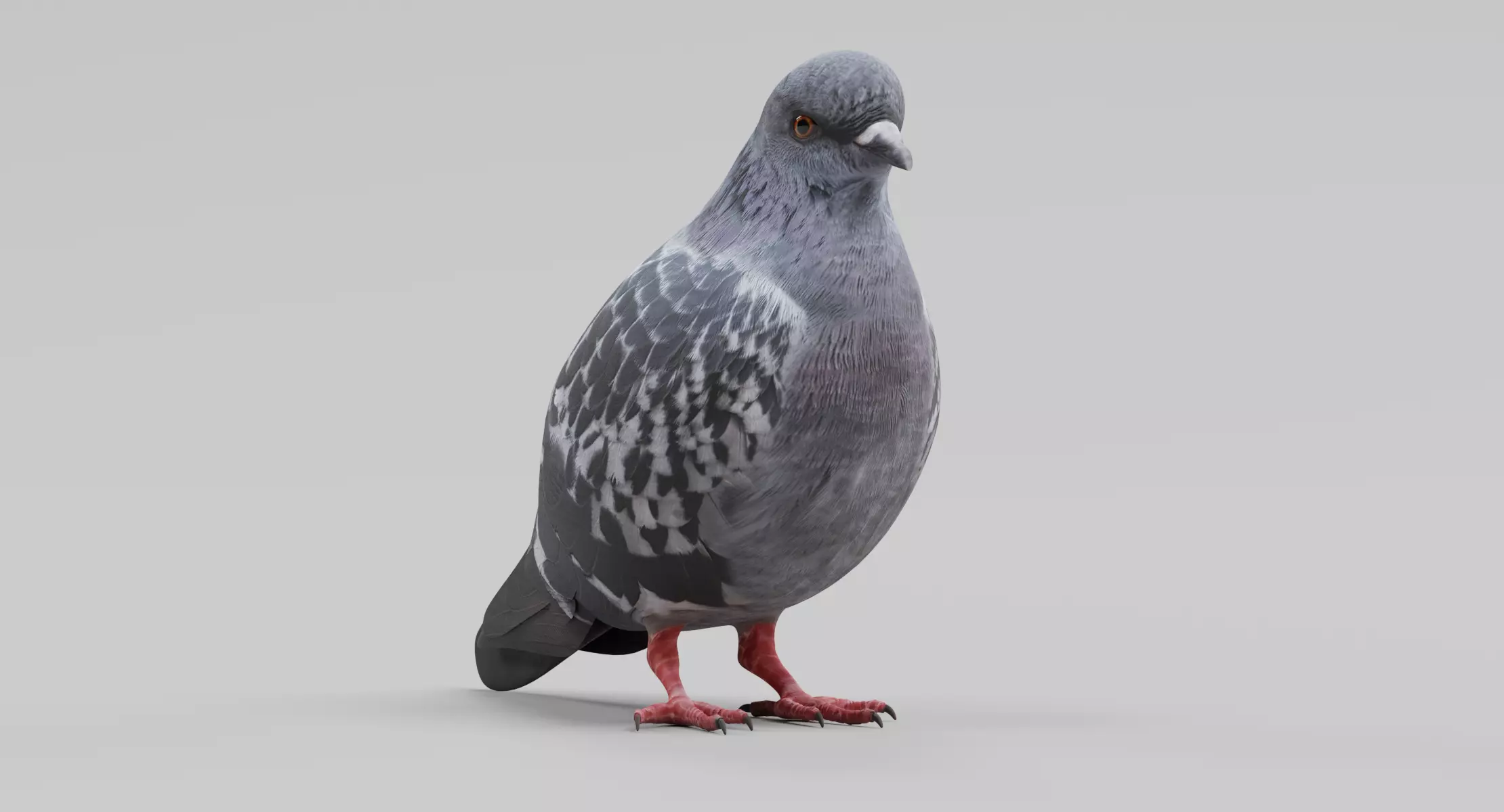 Pigeon - Realistic Urban Bird 3D model
