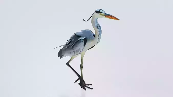 Heron