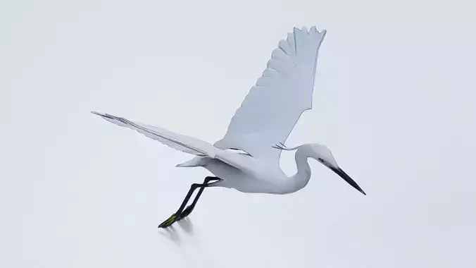 Flying Egret