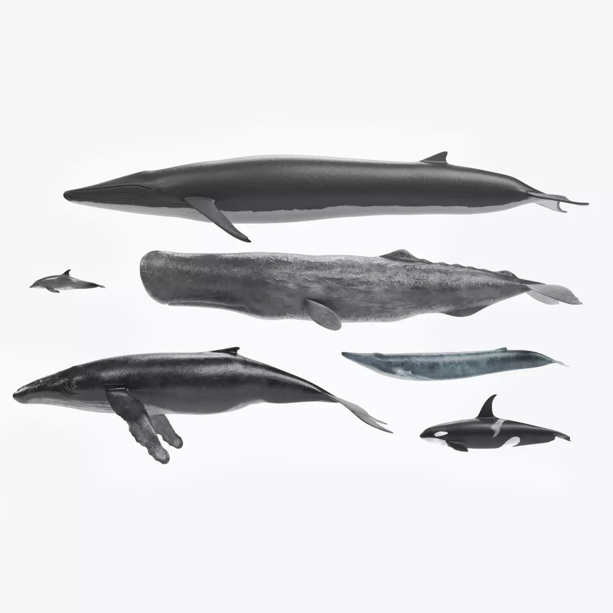 Whales and Dolphin - Marine Mammal Set 3D model