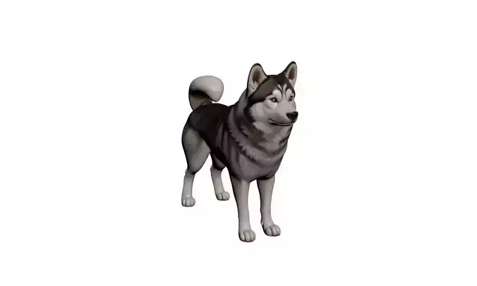 Siberian Husky Dog 3D Model Realistic Working Breed