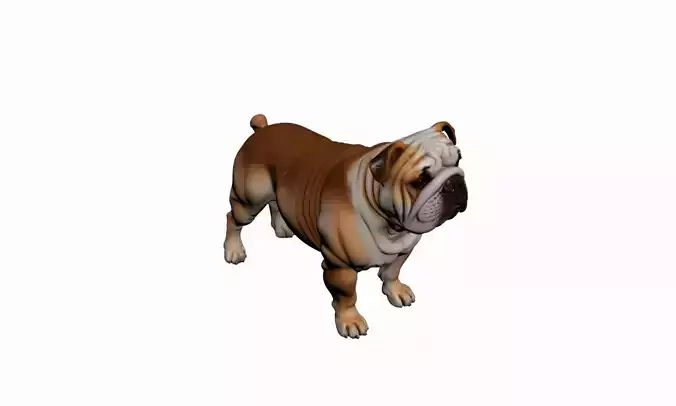 English Bulldog Dog 3D Model Realistic Pet Breed