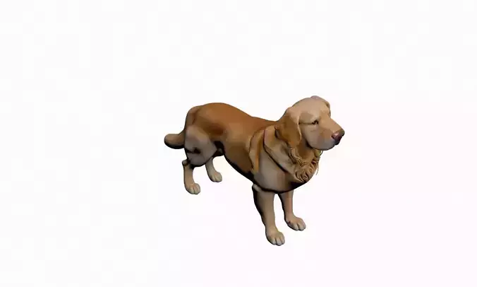 Golden Retriever Dog 3D Model Realistic Friendly Pet