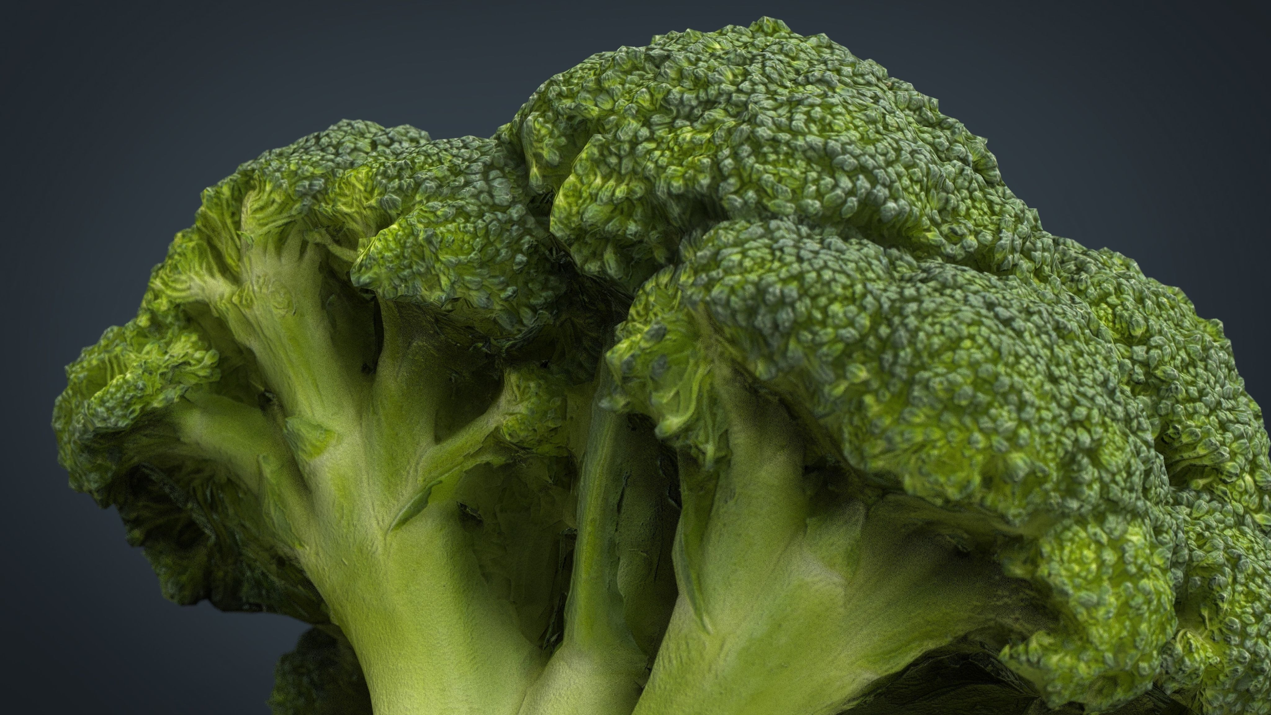 Broccoli   High and Low Poly blend 4 4 Included Low-poly 3D model_16