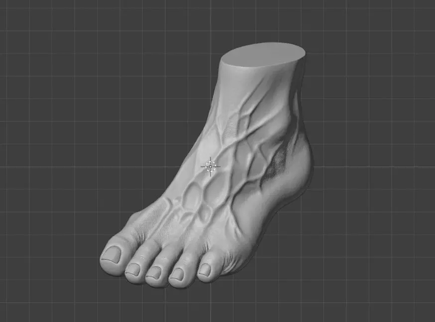 Human foot Free 3D print model