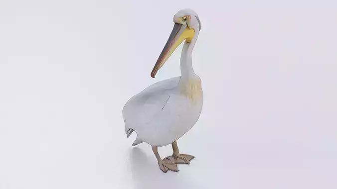 Pelican